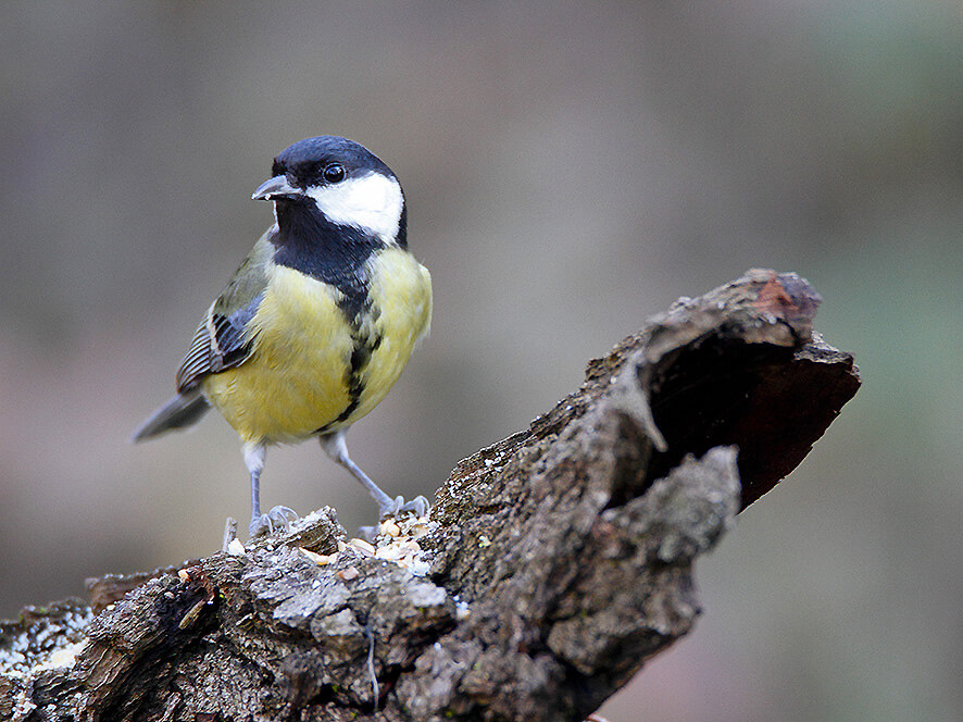Empoli. Birdgardening, arbusti per la fauna selvatica: visita a tema ad Arnovecchio