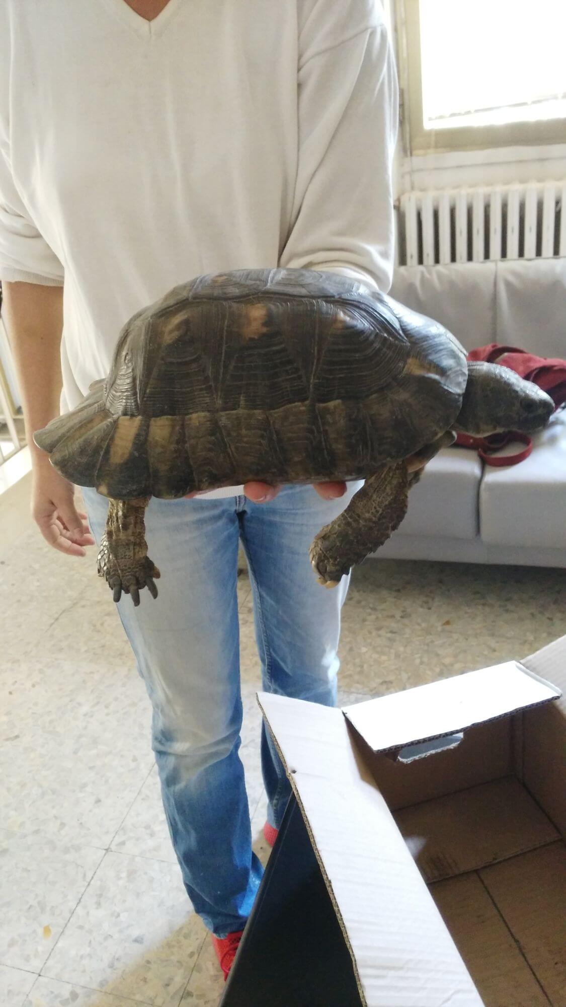 Tartaruga terrestre sarda trovata e consegnata ai Forestali