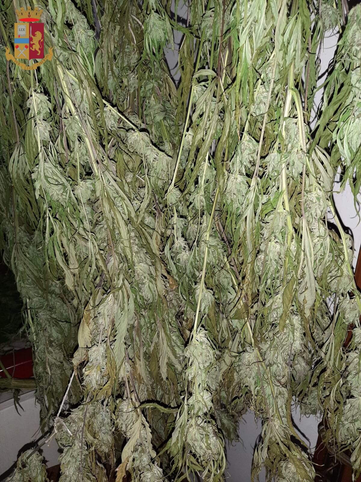 Denunciato un 55enne fiorentino che coltivava ed essiccava piante di marijuana a casa dei genitori a Campi Bisenzio