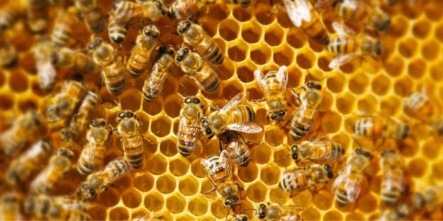 Coldiretti Toscana, giornata mondiale api,+47% apicoltori bio in Toscana in cinque anni; ma 37% api a rischio clima