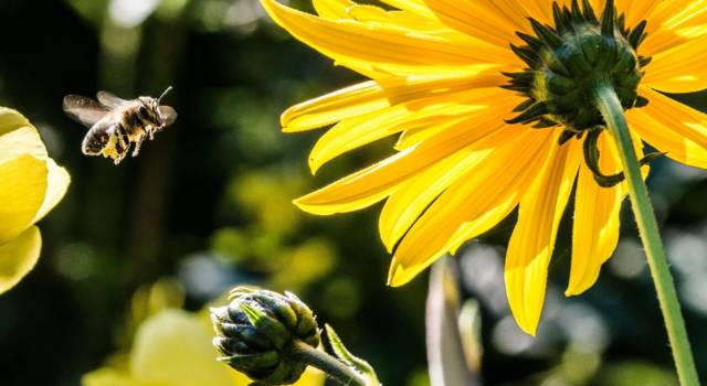 Un corso di formazione per aiutare gli apicoltori a difendersi dalla vespa velutina