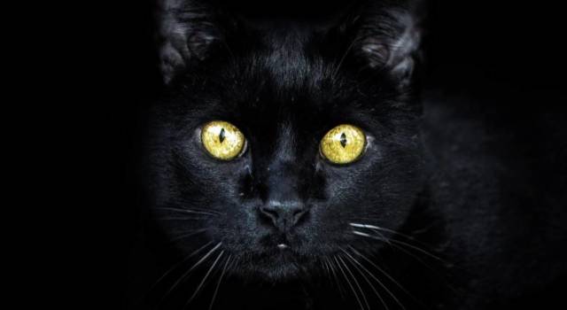 Halloween: &#8220;Proteggi il tuo gatto nero nella notte delle streghe&#8221;