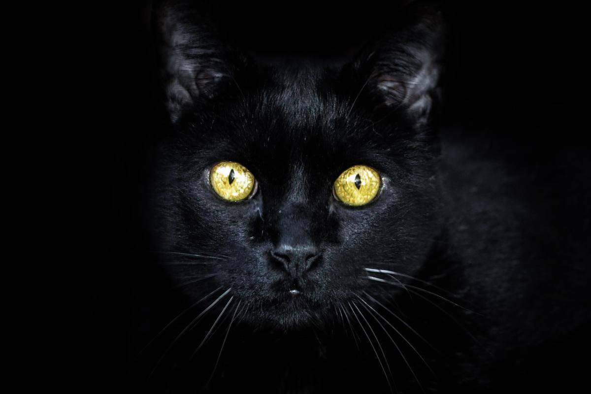 Halloween: “Proteggi il tuo gatto nero nella notte delle streghe”