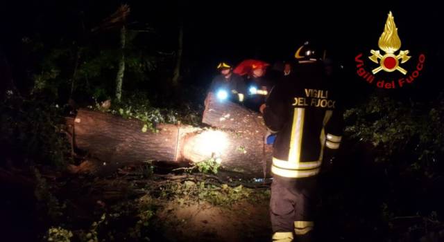 Grossa quercia si abbatte sulla strada nel pratese