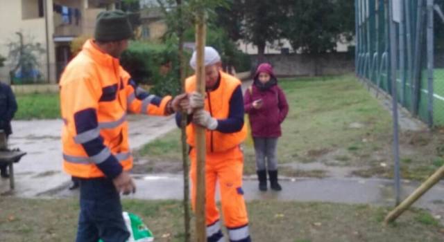 Fiesole (FI): il sindaco pianta alberi per ogni nuovo nato