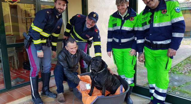 Cane scappa da casa e finisce sull’Autopalio: salvato appena in tempo