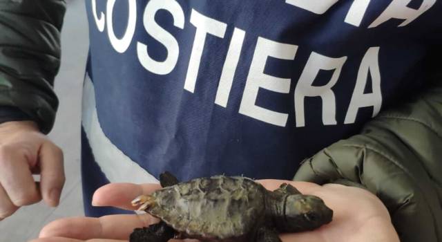 La Guardia Costiera salva una piccola tartaruga