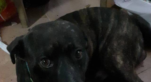 Si separano e lasciano il cane da solo in casa: Tigro cerca adozione, è al canile di Viareggio