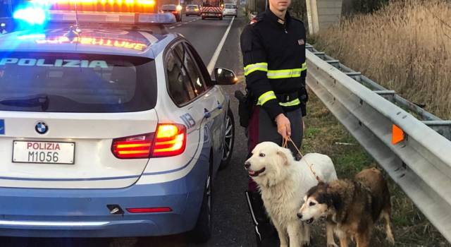 Cani impauriti sulla FiPiLi salvati alla vigilia di Natale dalla Polstrada
