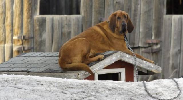 A Natale abbandonati  358 cani: tra questi circa 100 sono cuccioli
