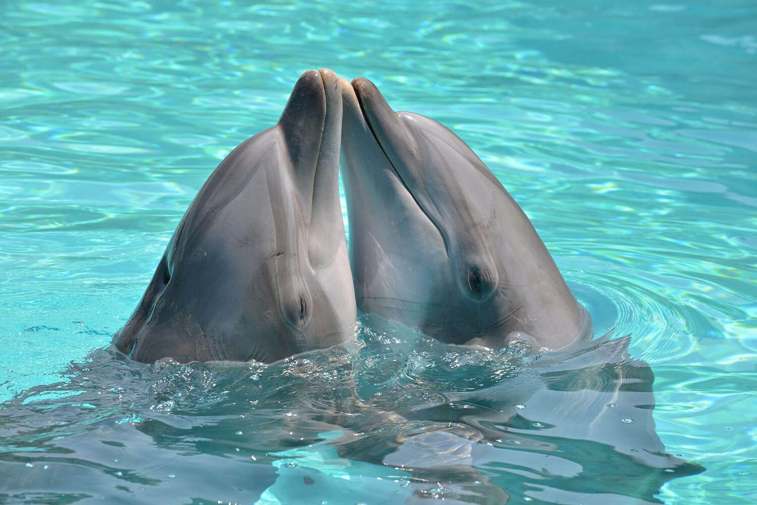 Delfini, nell’Arcipelago toscano da Piombino a Pietrasanta nasce il SIC. Baccelli (Pd): “Equilibrio tra uomo e natura non è più prorogabile”