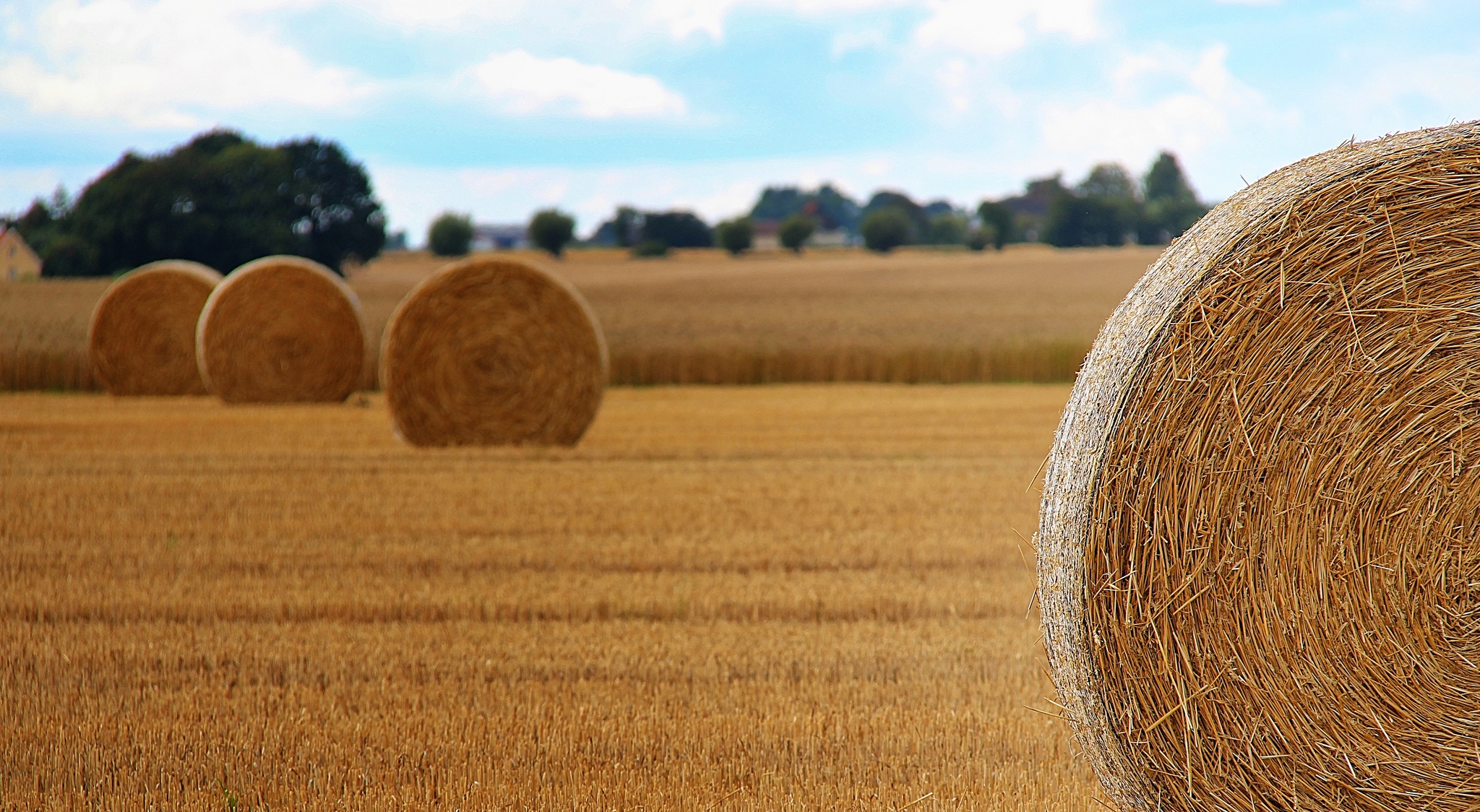 Agricoltura, prorogata scadenza domande per anticipo e stato avanzamento lavori