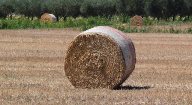 Ucraina: Coldiretti Toscana, a rischio chiusura 5mila aziende agricole