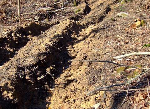 Pesante taglio dei boschi della Montagnola Senese: dove sono le necessarie autorizzazioni?