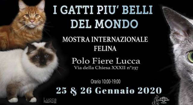 I gatti più belli del mondo all&#8217;esposizione felina al Polo Fiere di Lucca. Ospite d’onore il piccolo Felix, gatto con disabilità