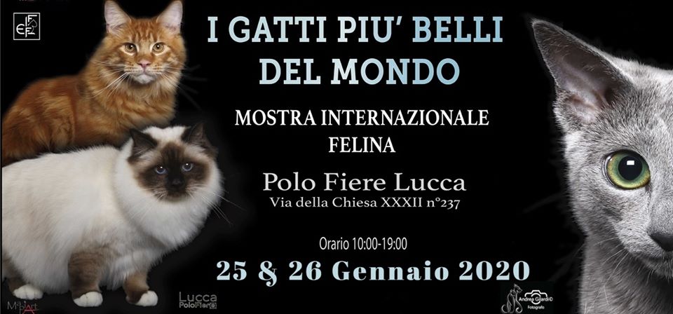 I gatti più belli del mondo all’esposizione felina al Polo Fiere di Lucca. Ospite d’onore il piccolo Felix, gatto con disabilità