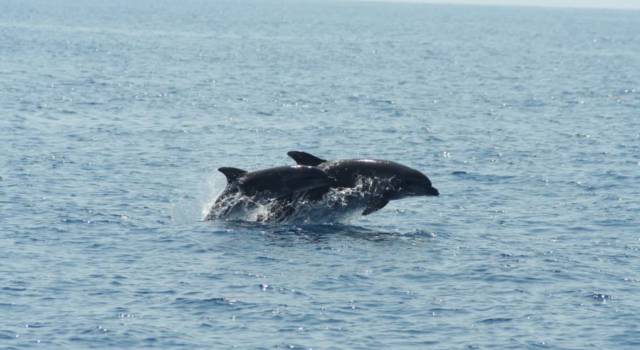 Nasce la &#8220;Green &#038; Blue Route&#8221; per il turismo nautico naturalistico