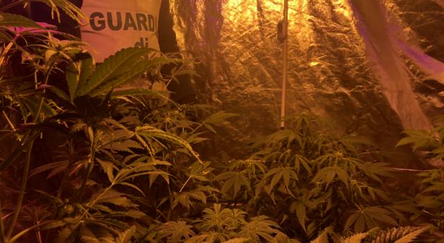 Coltiva cannabis nell&#8217;orto di casa a Camaiore, denunciato
