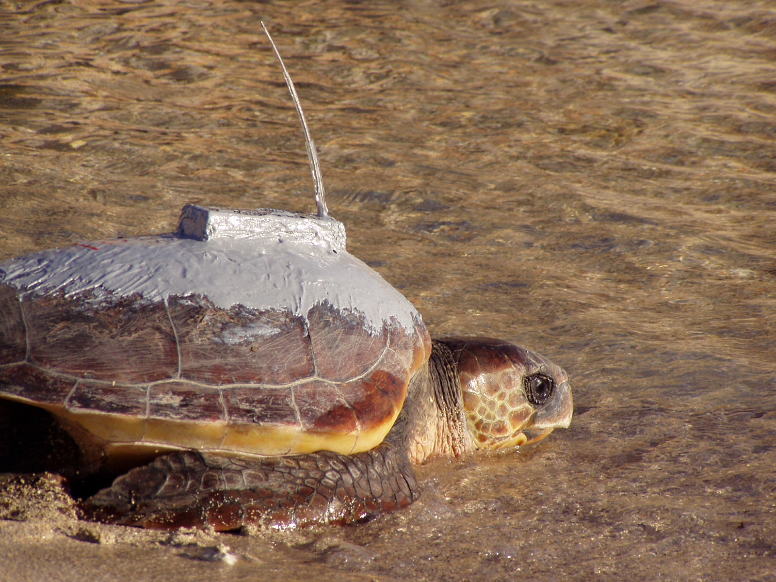 SOS tartarughe nel Mediterraneo: al via progetto europeo per proteggerle coordinato dall’Università di Pisa