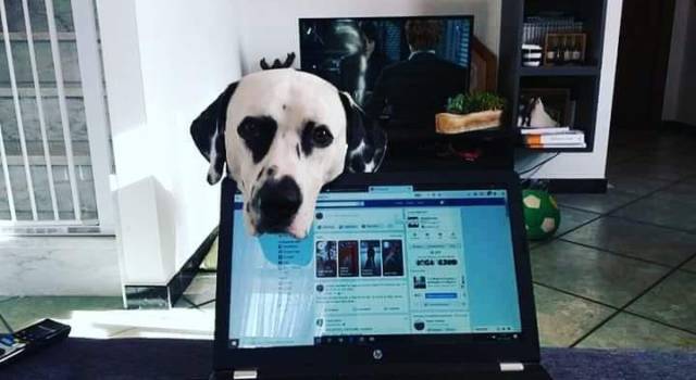 Al lavoro col cane, al via il progetto in Comune a Greve in Chianti: uffici pet friendly