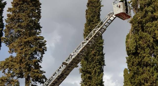 Vento forte, decine di interventi dei pompieri: grosso cedro cade nel senese