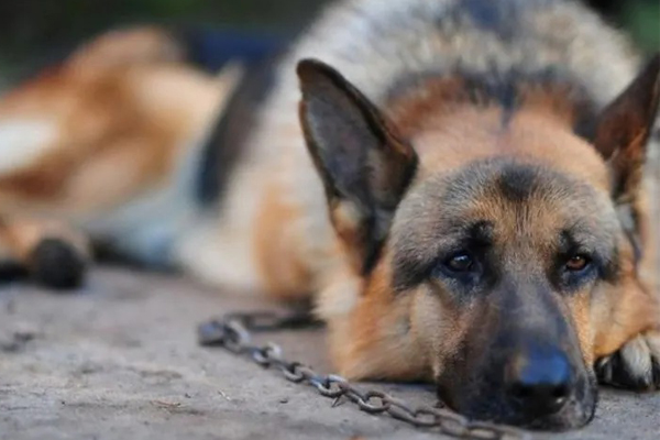 2.000 cani abbandonati con la scusa del Coronavirus: la denuncia di Aidaa