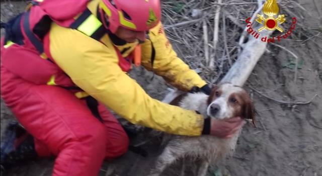 Cade in acqua, trascinato dalla corrente il cane è stato salvato dai Vigili del Fuoco