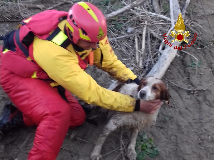 Cade in acqua, trascinato dalla corrente il cane è stato salvato dai Vigili del Fuoco
