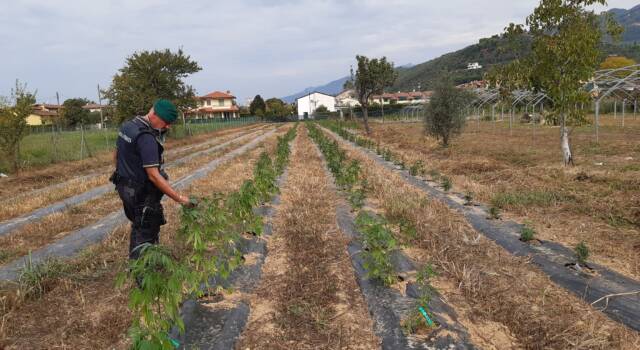 Sequestrati in Versilia dalla GdF di Pisa 330 kg di derivati della canapa sativa, 3000 mq di terreno agricolo e 900 piante