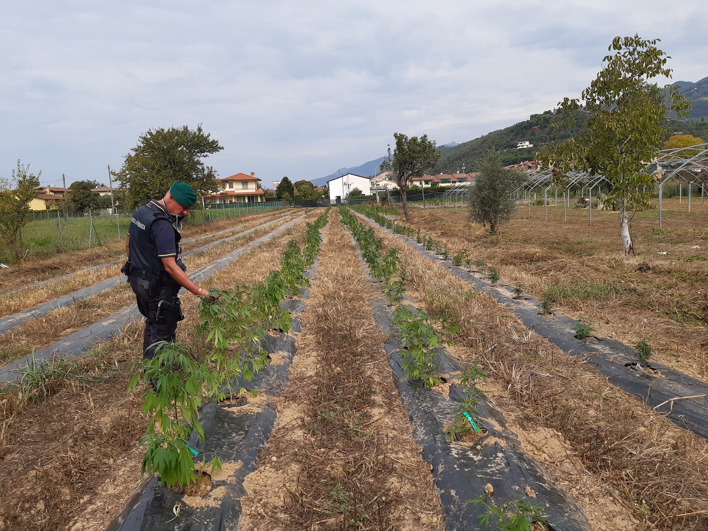 Sequestrati in Versilia dalla GdF di Pisa 330 kg di derivati della canapa sativa, 3000 mq di terreno agricolo e 900 piante