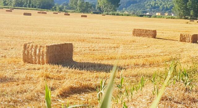 Agricoltura: progetto Liguria-Toscana per recupero frumento locale