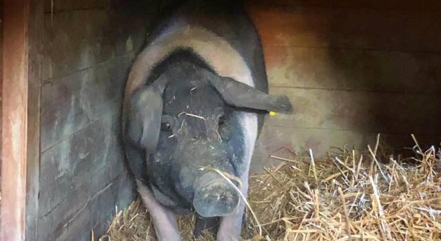 Storia a lieto fine per il maiale fuggito dal rimorchio e scampato al macello: è in un rifugio per animali