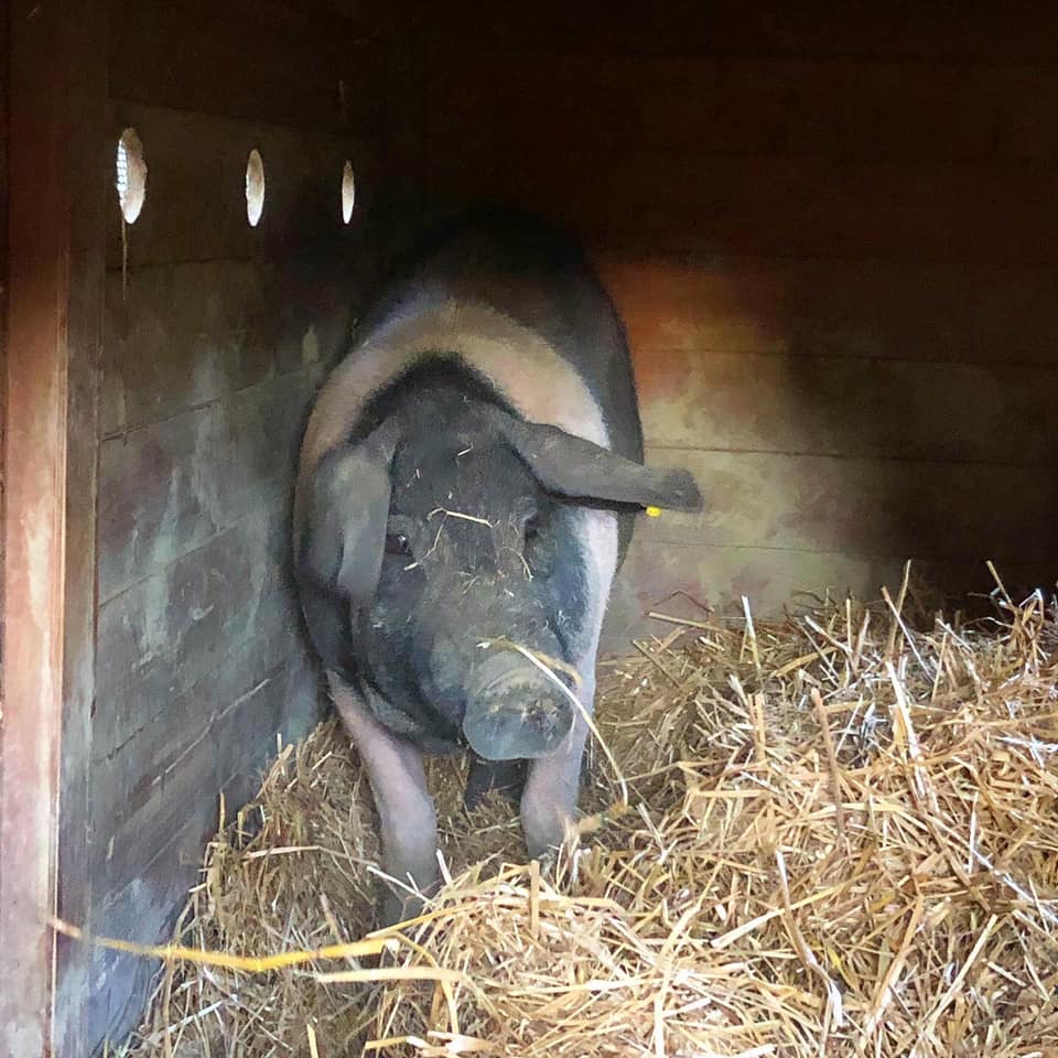 Storia a lieto fine per il maiale fuggito dal rimorchio e scampato al macello: è in un rifugio per animali