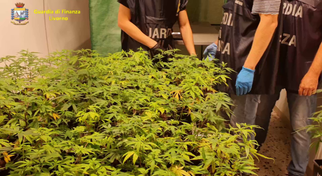 Mega vivaio di marijuana, blitz della GdF: arrestato un cuoco che produceva droga