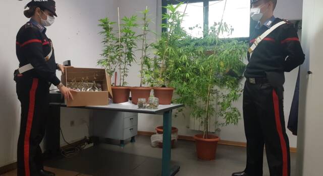 Irruzione in una casa, trovate piante di marijuana