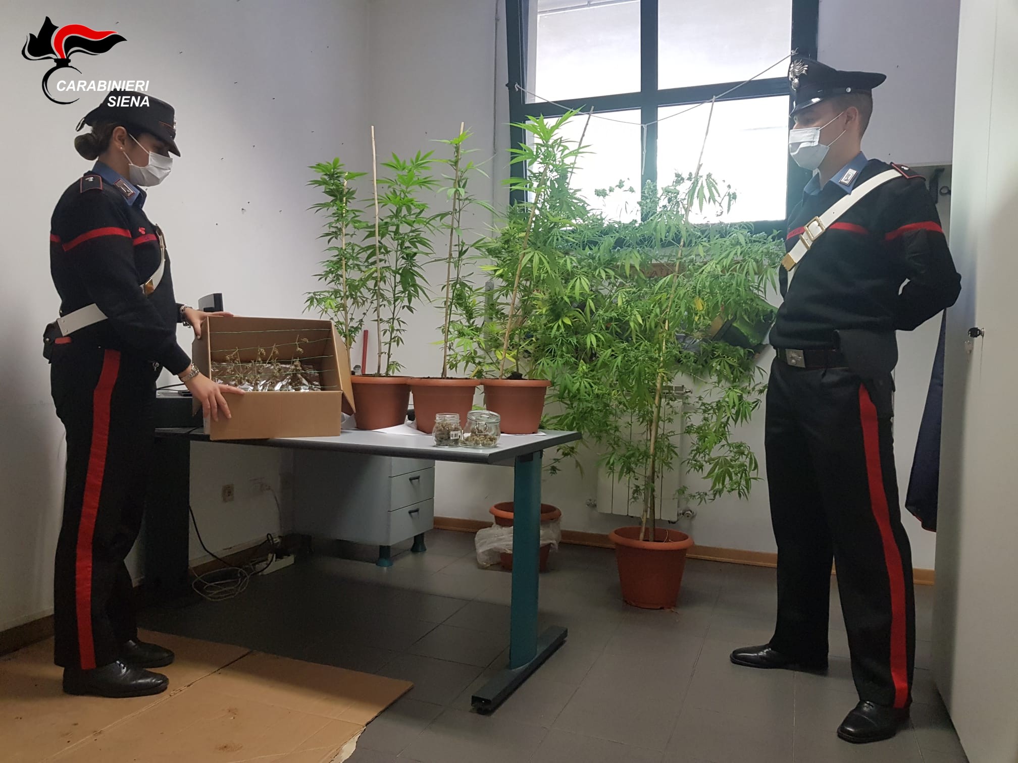 Irruzione in una casa, trovate piante di marijuana