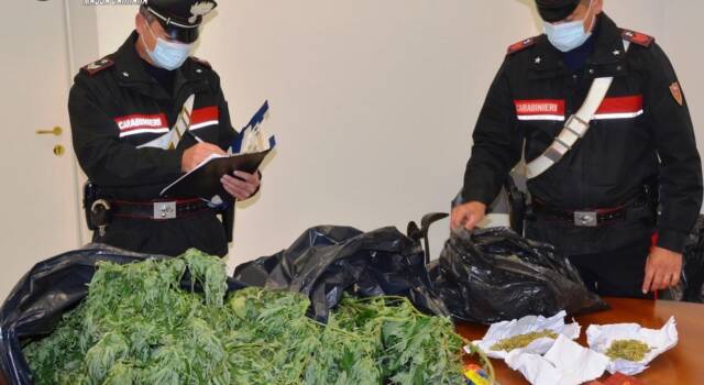 Coltiva marijuana nel centro di Massa, arrestato dai Carabinieri