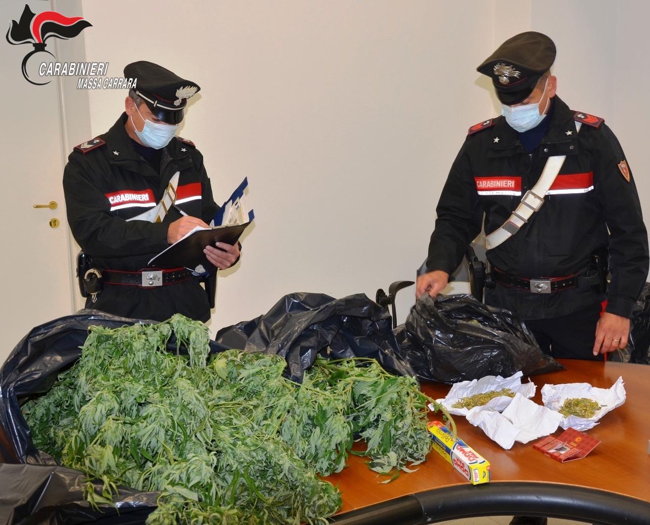 Coltiva marijuana nel centro di Massa, arrestato dai Carabinieri