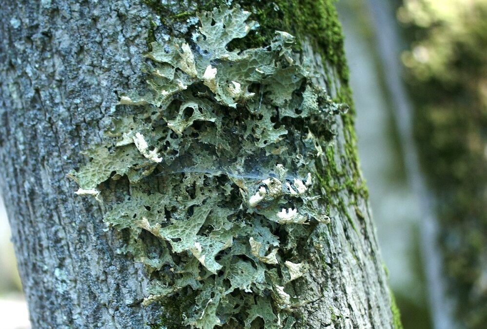 Ritrovato a San Rossore raro lichene