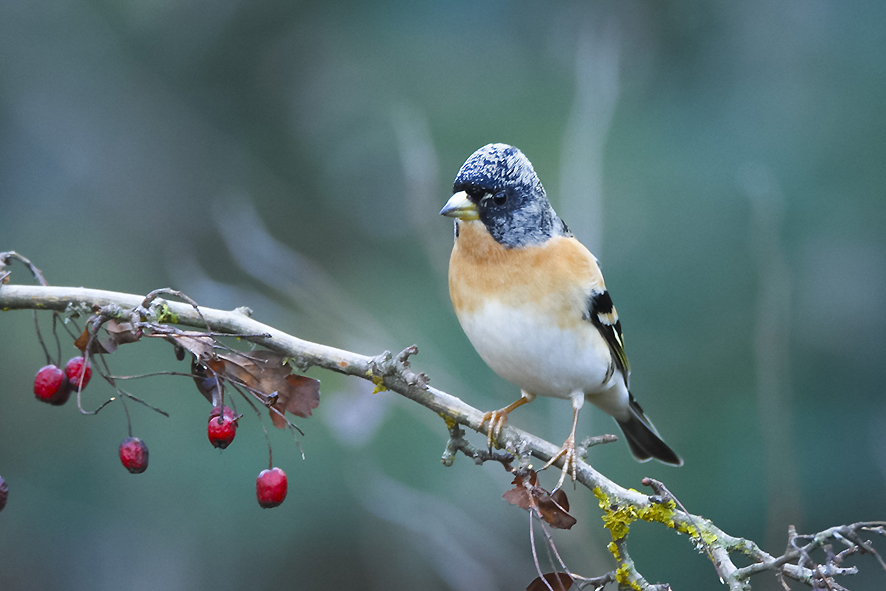 Empoli: Birdgardening, arbusti per la fauna selvatica,visita a tema nell’oasi di Arnovecchio