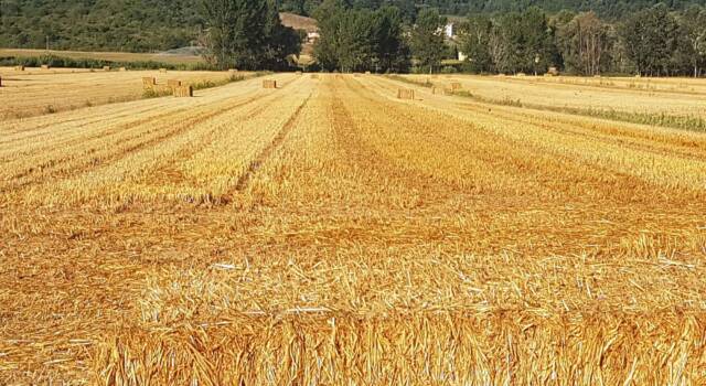 Guerra, Coldiretti Toscana: con pubblicazione decreto via libera alla semina 60 mila ettari
