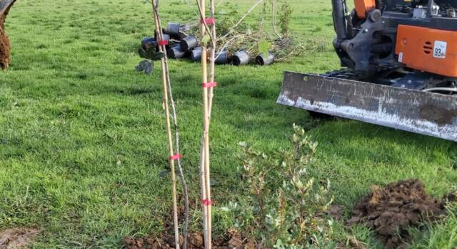 900 nuovi alberi a Livorno tra Ardenza e La Leccia