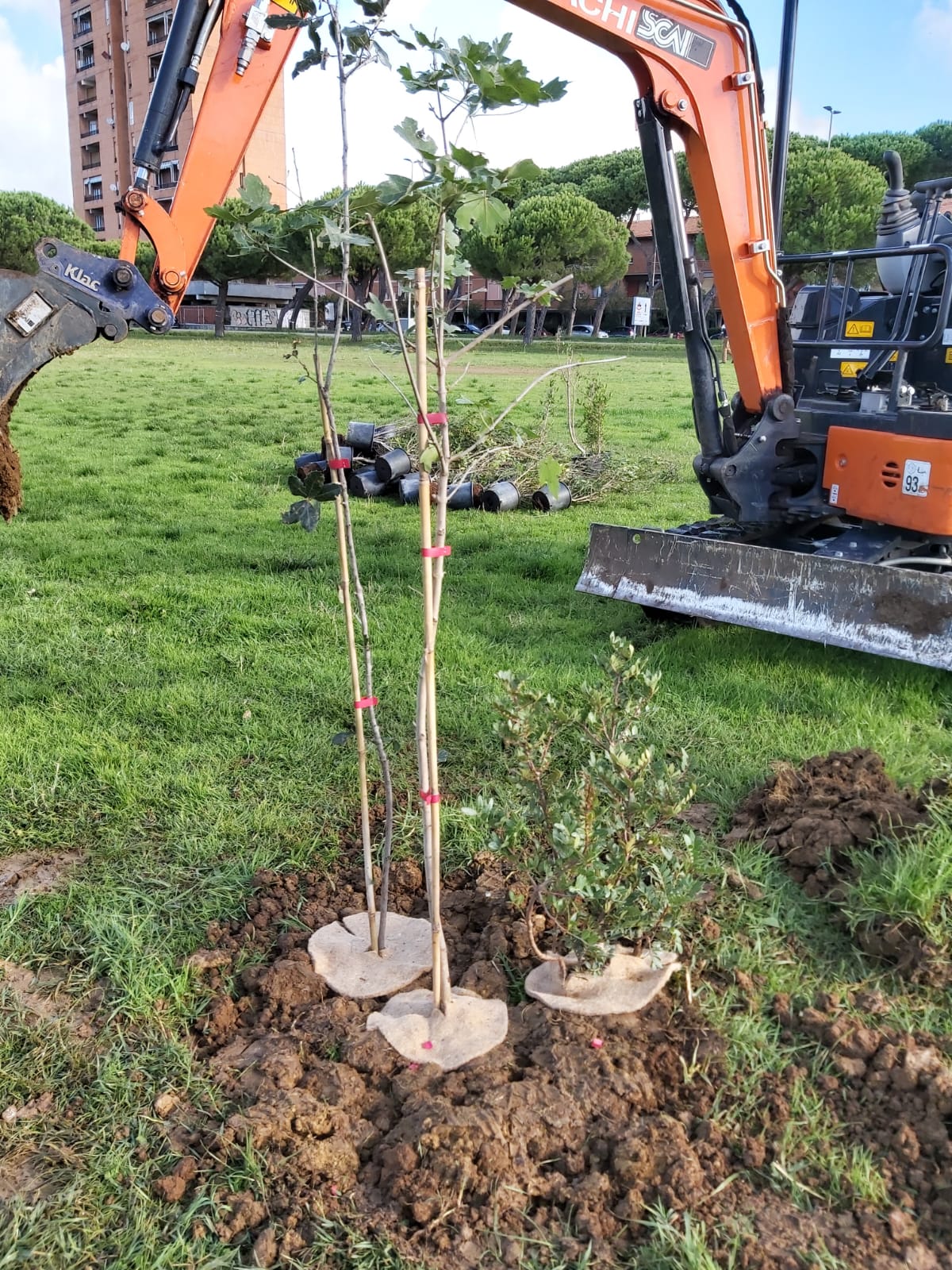 900 nuovi alberi a Livorno tra Ardenza e La Leccia