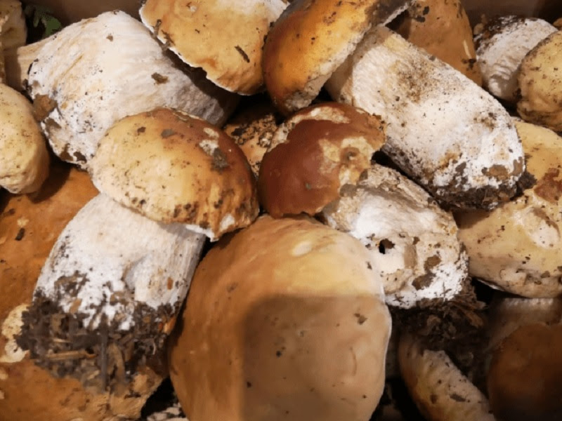Nel Parco di San Rossore arrivano i funghi autunnali
