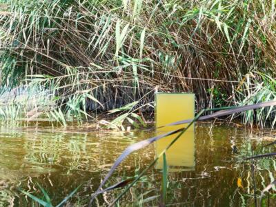 Progetto Estrusione 35 cm, l’arte sul Massaciuccoli