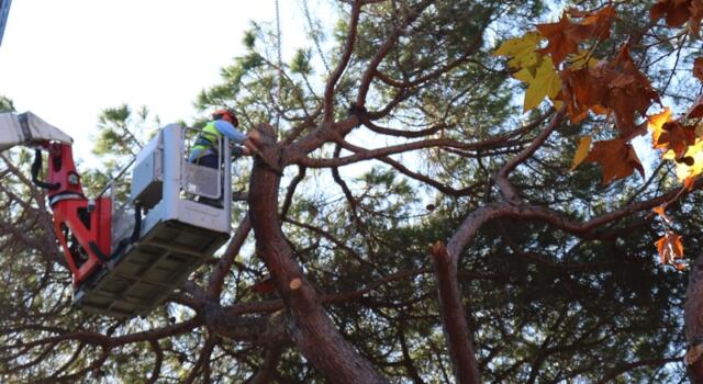 Pisa, rimosso un pino pericolante dal Giardino Scotto