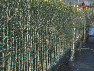 Appello di Confagricoltura Pistoia: Necessario istituire il distretto del vivaismo olivicolo della Valdinievole