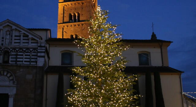 Natale: Coldiretti Toscana, una famiglia su tre sceglie abete naturale