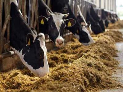 Coldiretti: 1 stalla su 10 rischio crack, in Toscana spariti 46% di allevamenti bovini in 10 anni