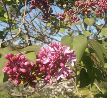 Le specie vegetali aliene in Toscana diventano una collana editoriale